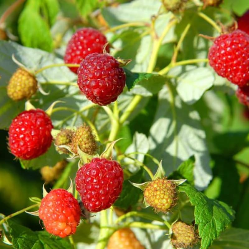 Red Raspberry Plant Live for Planting, Potted 18-26 Inch Tall, Raspberry Bushes Live Plant, Medium Raspberry Fruit Trees