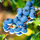 2 Blueberry Plants Live for Planting, Sweet Blueberry Bushes Live Plant, 5 to 12 Inch Height, Fruit Tree Live Blueberry Plant, Well-Rooted Plants (Misty Blueberry)