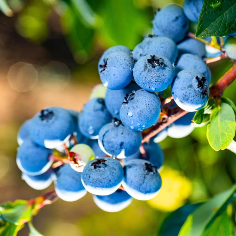 2 Blueberry Plants Live for Planting, Sweet Blueberry Bushes Live Plant, 5 to 12 Inch Height, Fruit Tree Live Blueberry Plant, Well-Rooted Plants (Misty Blueberry)