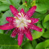 Burgundy Passion Flower Plant - Burgundy Passion Flower Vine Live Plant - Size 5 to 7 Inch Tall, Passiflora Flowers Starter Plant, Without Pot