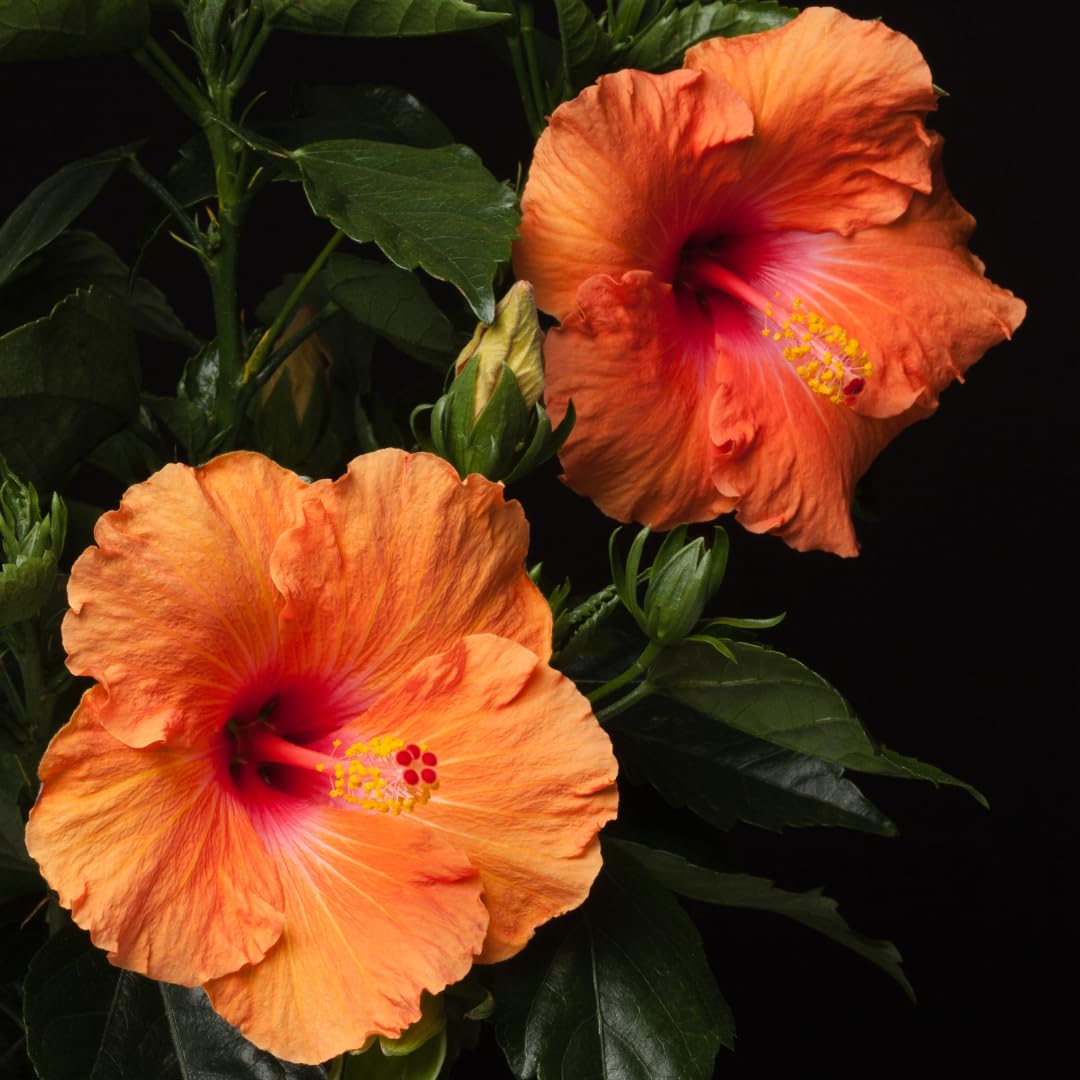 Set of 7 Hibiscus Cuttings for Planting, Tropical Flowering Plants, Ready to Grow, Suitable for Outdoor Garden or Containers (Orange Hibiscus)