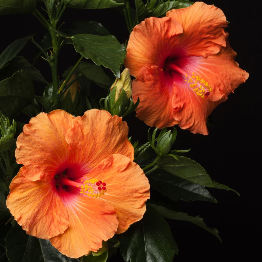 Set of 7 Hibiscus Cuttings for Planting, Tropical Flowering Plants, Ready to Grow, Suitable for Outdoor Garden or Containers (Orange Hibiscus)
