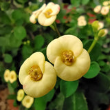 Crown of Thorns Plant, Euphorbia Milii Plant Live, Crown of Thorns Cactus Plant 4 to 7 Inches Height No Pot, Live Cactus Plant Indoor (Yellow)
