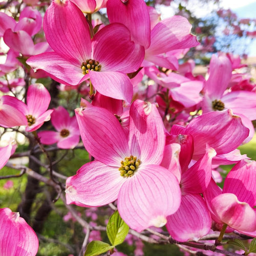 Pink Dogwood Plant Live, Quart Pot, Dogwood Flower Live Plant, Shrub Garden, 4 to 6'' Tall