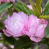 1 Year Old Pink Flowering Almond Shrub Live Plant in Quart Pot, 6-12" Vibrant Pink Flowers, Cold-Hardy, Well-Rooted, Dormant in Winter