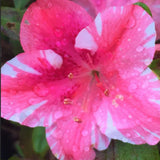 Live Dogwood Bicolor Azalea Plant, Cold Hardy Azalea Plant, Reblooming Flowering Azalea Shrub, Rhododendron Like, Azalea Bush for Outdoor Gardening