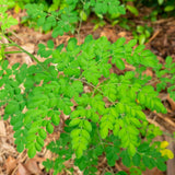 50 Moringa Seeds, Moringa Oleifera Drumstick Tree Seeds, Fast Growing Tree for Outdoor Garden