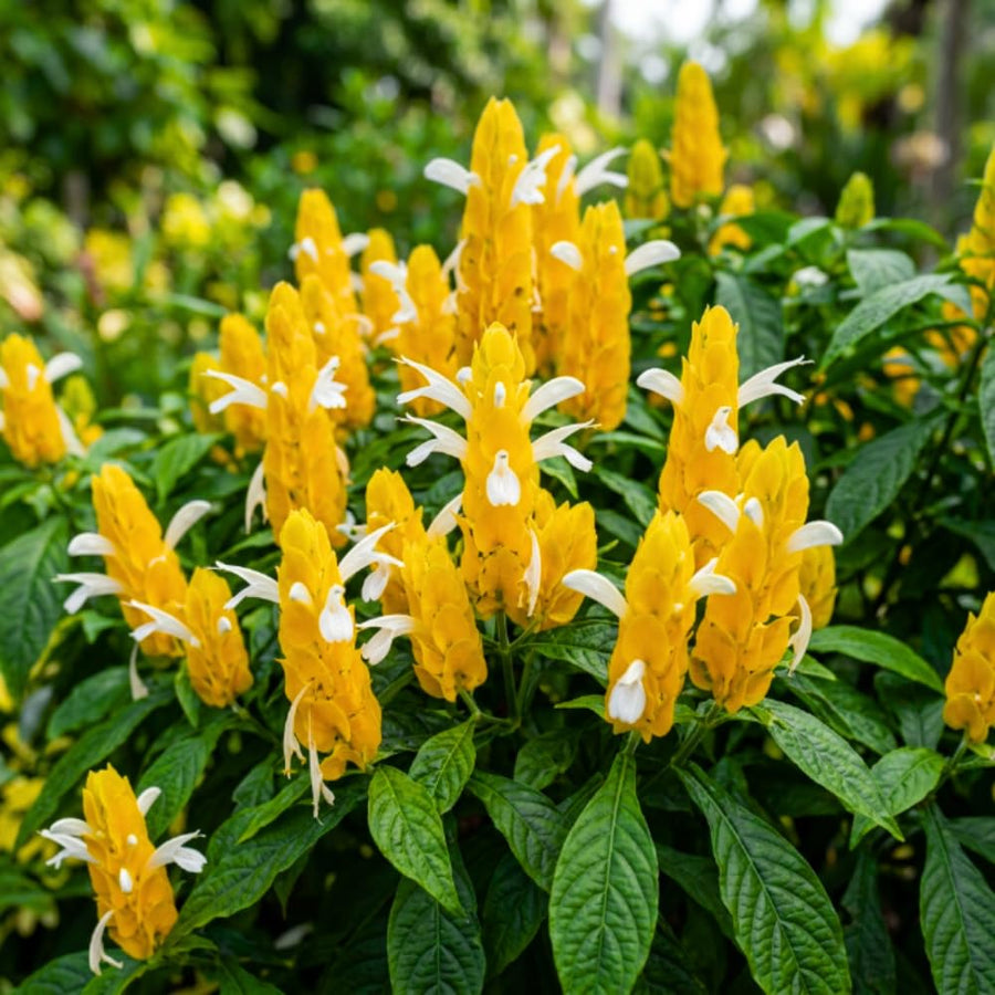 Shrimp Plant Live, Yellow Shrimp Plant, 5-7 Inc Tall, Tropical Flowering Plants for Indoor Outdoor Garden, No Pot