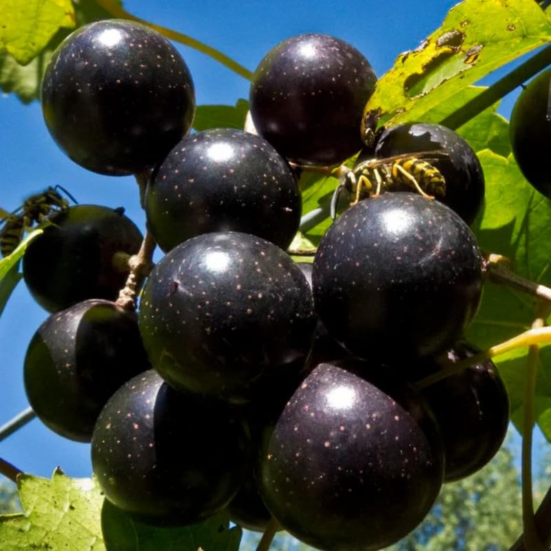 2 Black Muscadine Grape Vine Plants Live for Planting, Muscadine Grape Plant Live Grape Tree, in 4" Pot, Black Grape Fruit Tree for Planting