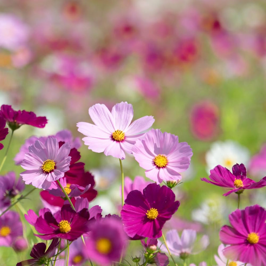 Set 2000 Mix Cosmos Flower Seeds for Planting, Vibrant Multicolor Flowers, Fast Growing, Low Maintenance for Outdoor Gardens