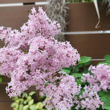 Light Pink Lilac Bushes Live Plant, Well Rooted Lilac in Quart Pot, Hardy Fragrant Spring Blooms, 8-12'' Tall