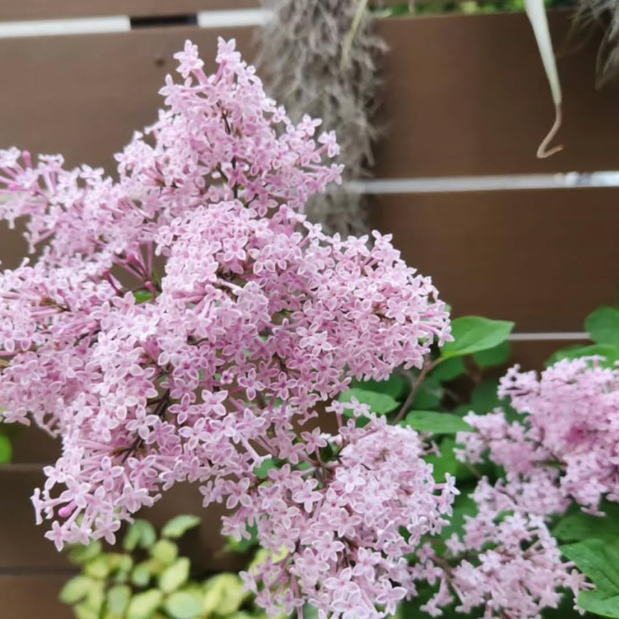 Light Pink Lilac Bushes Live Plant, Well Rooted Lilac in Quart Pot, Hardy Fragrant Spring Blooms, 8-12'' Tall