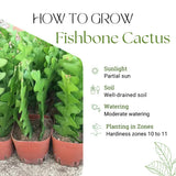 Epiphyllum Fishbone Cactus Starter Plant – 6-7" Tall, Live Succulent for Hanging Baskets, Indoor Houseplant in 2" Pot