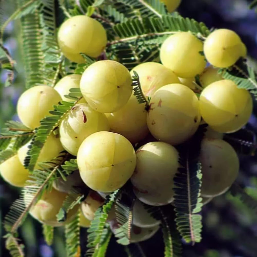 Gooseberry Tree Live, 3 Feet Tall, Tropical Fruit Tree for Outdoor Planting, Gooseberries Plant Live