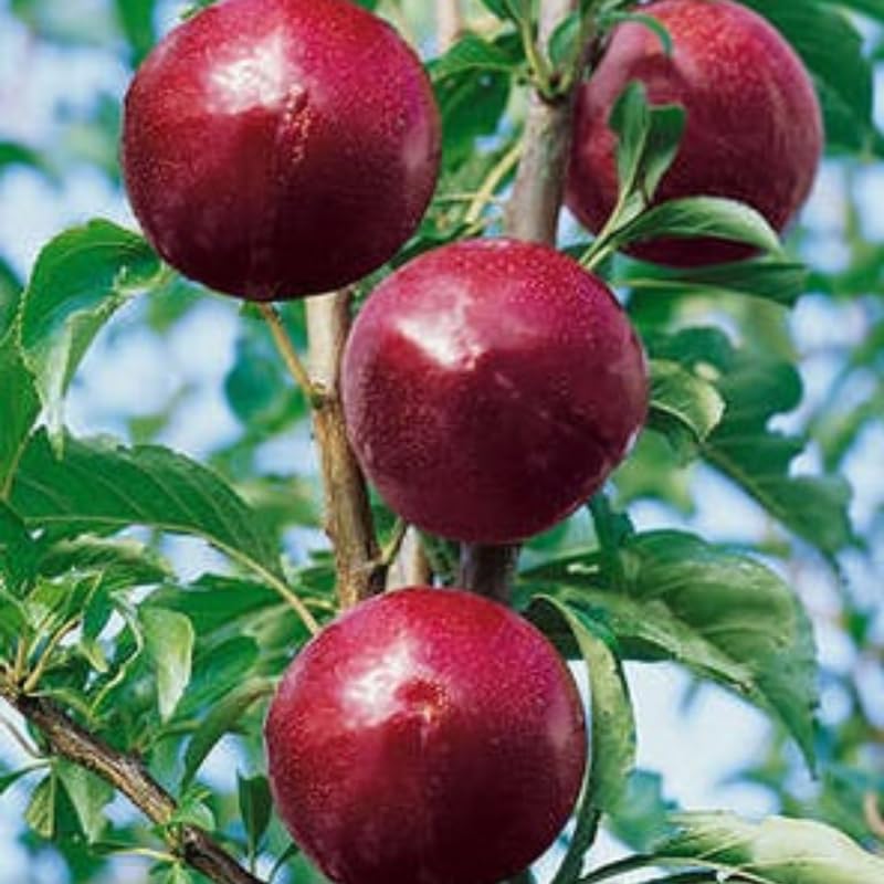 Set of 2 Plum Trees Live Plant, 1 Year Old Seedlings Live Plants, Dormant and Bare Root, Cold Hardy