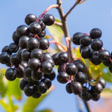 Set 2 Chokeberry Plant Live, Black Chokeberry Live Plant for Home Garden, 2-3 Years Old Bare Roots, Black Berries Shrub, 14 to 16 Inches Tall