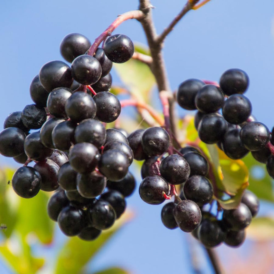 Set 2 Chokeberry Plant Live, Black Chokeberry Live Plant for Home Garden, 2-3 Years Old Bare Roots, Black Berries Shrub, 14 to 16 Inches Tall