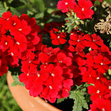 Perennial Red Verbena Plants Live, Sets 6 Plants Verbena for Planting, No Pot, Size 5-9 Inc Tall, Spring Plants Verbena for Trailing Basket, No Pot