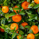Tangerine Tree Live, 3 Feet Grafted Citrus Tree for Outdoor Planting, Sweet Tangerine Fruit Tree, Orange Tree