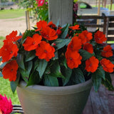 Red Impatiens Live Plant in 4-Inch Pot, Impatiens Plant 3-5 Inch Tall, Flowering Annual for Gardens and Containers
