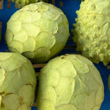 Cherimoya Tree Live Plant, Live Sweet Cherimoya Plants, Tropical Fruit Plant for Outdoor Planting, 4-6 Inches Tall
