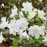 White Azalea Plant in 4 Inch Pot, 8-10 Inch Tall, Azalea Bush Rhododendron Like Flowering Shrub with Vibrant Spring Blooms for Garden and Containers