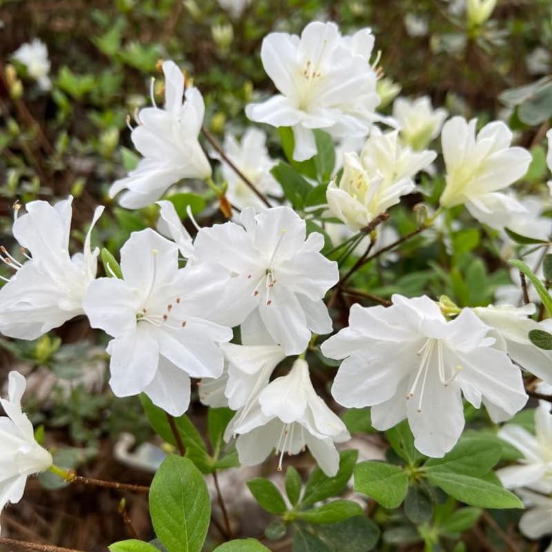 White Azalea Plant in 4 Inch Pot, 8-10 Inch Tall, Azalea Bush Rhododendron Like Flowering Shrub with Vibrant Spring Blooms for Garden and Containers