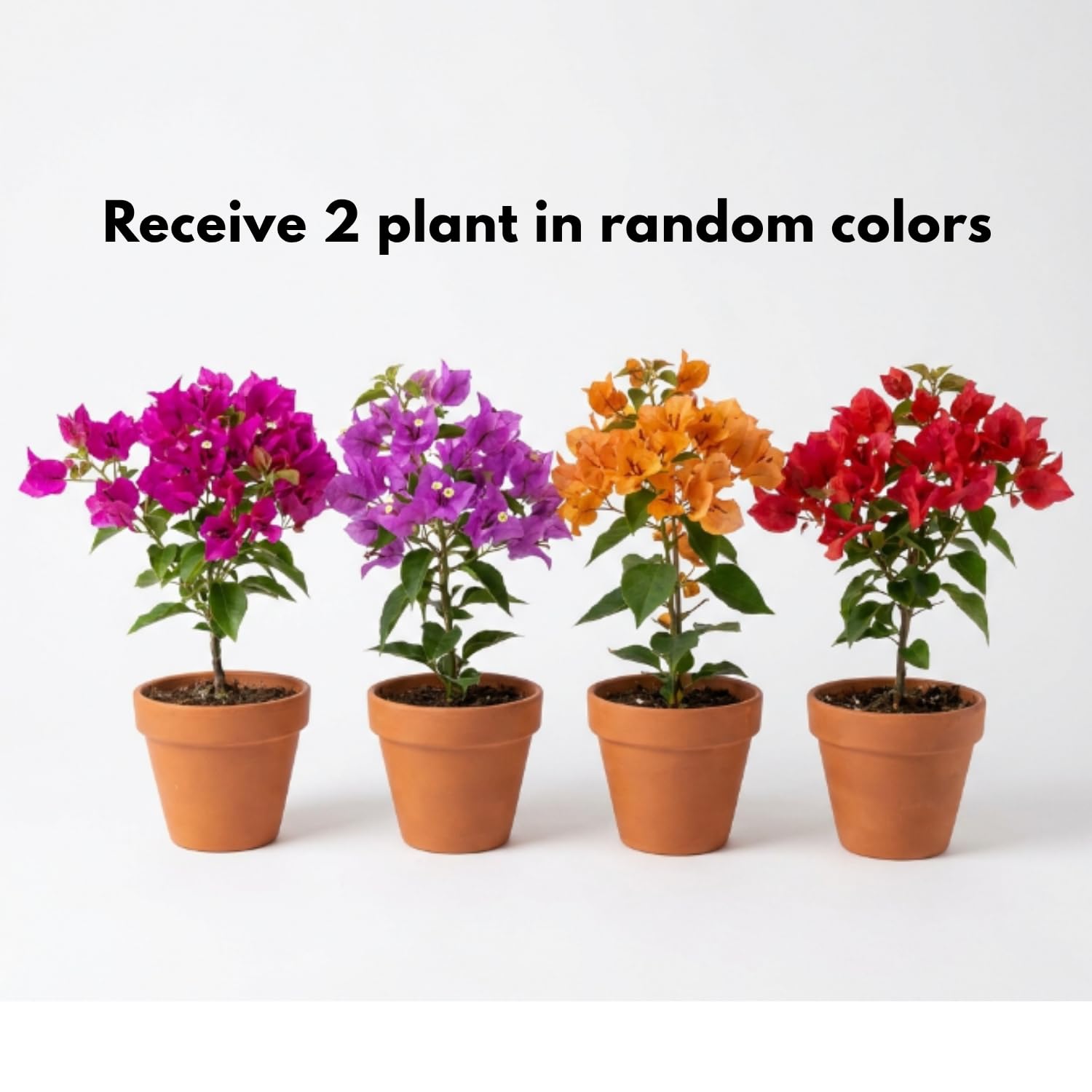 2 Mixed Bougainvillea Plants Live, Perennial Bougainvillea Flowers Vine, Outdoor Garden Planting 5-9 Inches