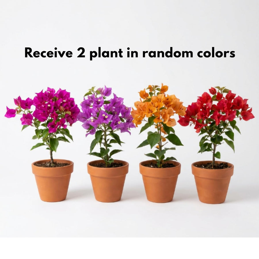 2 Mixed Bougainvillea Plants Live, Perennial Bougainvillea Flowers Vine, Outdoor Garden Planting 5-9 Inches