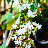 2 Clerodendrum Plants Live 5-9 Inc Tall - Great for Beautifying Indoor and Outdoor Spaces - Trailing Light Bulb Flowering Vine (Light Wallichii Smithianum)