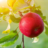 Honey Crisp Apple Tree Live Plant, Apple Plant Live for Planting, Bareroot 2-3 Feet Tall, Apple Fruit Tree Ready to Grow Your Garden