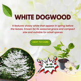 Dogwood Tree Live Plant, White Dogwood Trees Seedling from 8 to 10 Inches Height, White Ornamental and Cold Hardy, Quart Pot