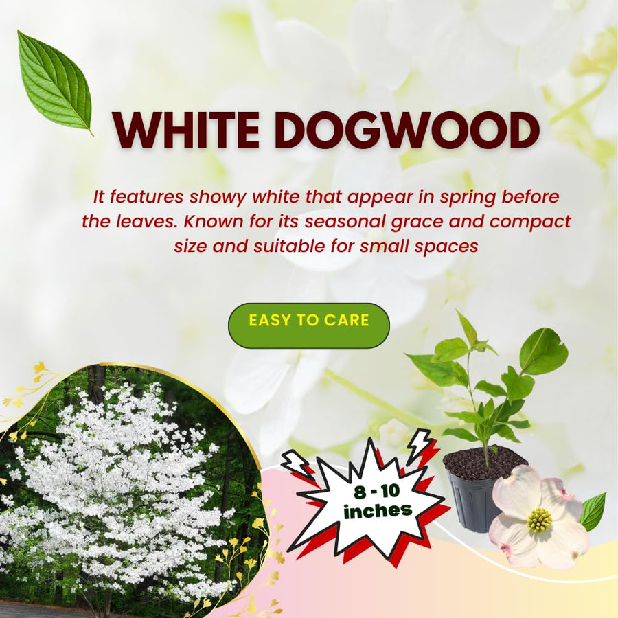 Dogwood Tree Live Plant, White Dogwood Trees Seedling from 8 to 10 Inches Height, White Ornamental and Cold Hardy, Quart Pot