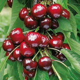 Red Cherry Tree Live Plant, Sweet Cherry Plant Live Fruit Tree 3-4 Feet Height, Large Dark Red Cherry Tree Plant for Planting
