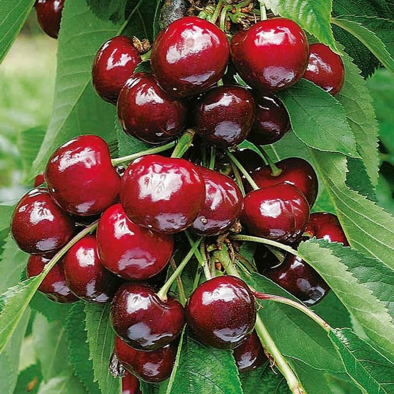 Red Cherry Tree Live Plant, Sweet Cherry Plant Live Fruit Tree 3-4 Feet Height, Large Dark Red Cherry Tree Plant for Planting