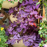 Purple Oxalis Triangularis Plant Live, 5-8 Inch Tall Purple Shamrock Houseplant, Indoor Decorative Foliage Plant, No Pot