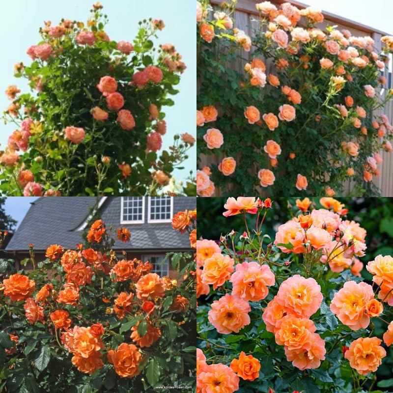 Light Red-Orange Climbing Roses Live Plants 7 Months Old, Rose Bushes Ready to Plant 5-9" Tall, Very Fragrant, Can Grow As Climber or Bush Tree or Trellises, Walls, Fences