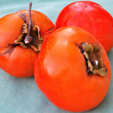 2 Cold Hardy Persimmon Trees Live Fruit Plants, 6-14" Tall Well-Rooted, American Persimmon Tree