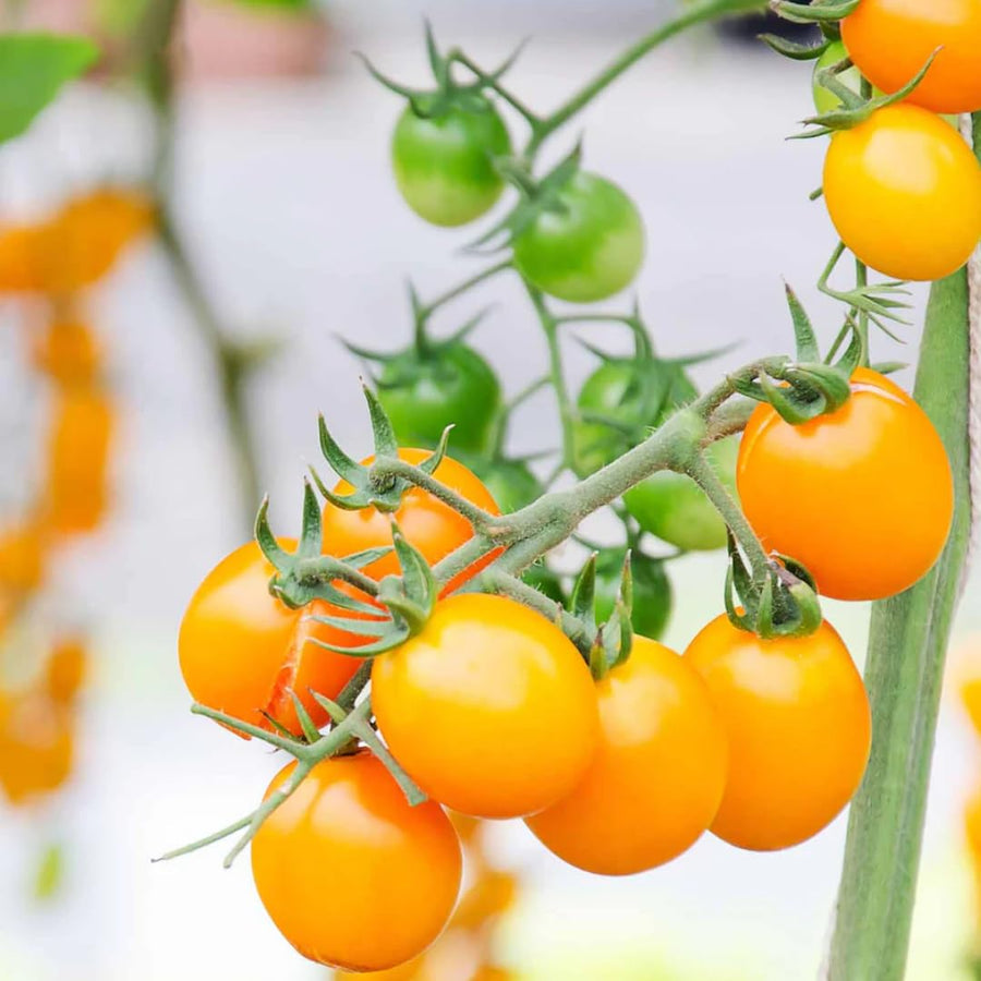 Lot 4 Tomato Plants Live for Planting Outdoors, Large and Juicy Tomatoes, Well Rooted, 6 to 8 Inch - Sun Sugar Tomato