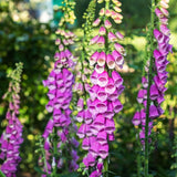 Set 6 Purple Foxglove Plants Live, in 3" Pots, Hardy Perennial Foxgloves Flowers for Outdoor Garden Planting