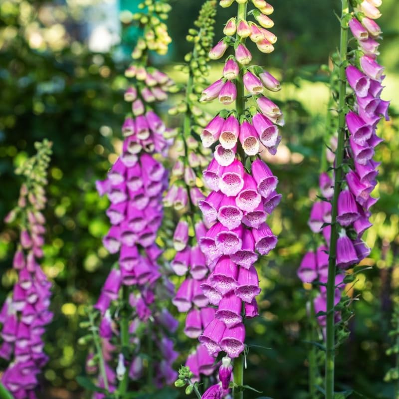 Set 6 Purple Foxglove Plants Live, in 3" Pots, Hardy Perennial Foxgloves Flowers for Outdoor Garden Planting