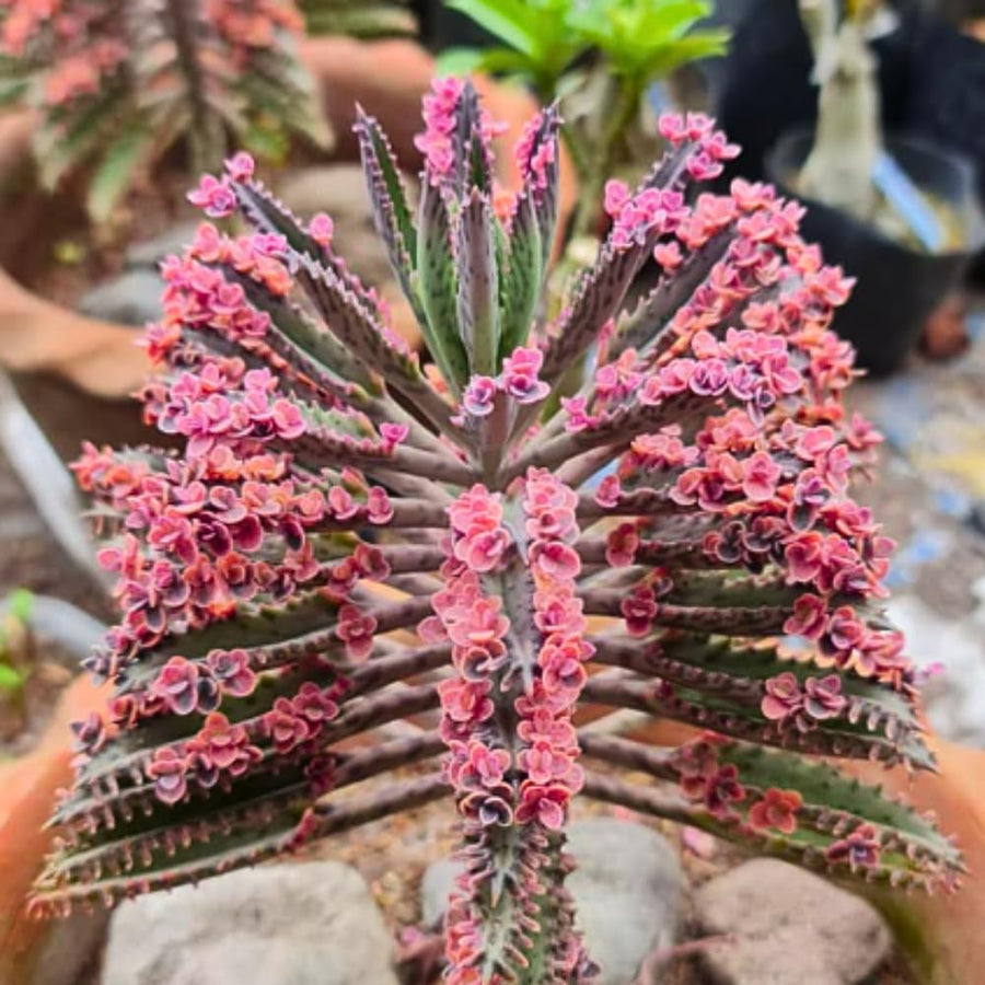 Kalanchoe Live Plant, Kalanchoe Mother of Thousands, Variegated Succulent Houseplant Indoor, 2 Inch Pot (Pink)