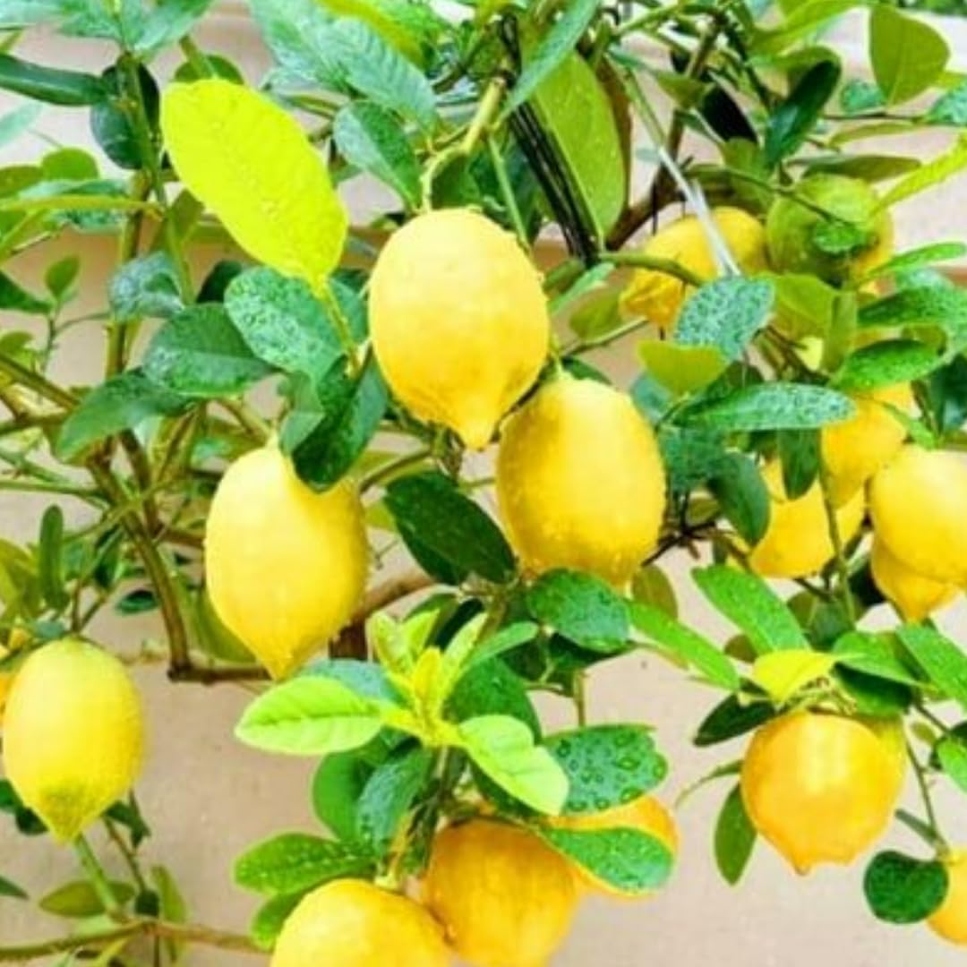 Live Meyer Lemon Tree Live Plant, Yellow Lemon Lime Starter Tree Seedling, 2-3 Inches Tall in 4 Inch Pot, Hardy and Full Sun Zones 9-11