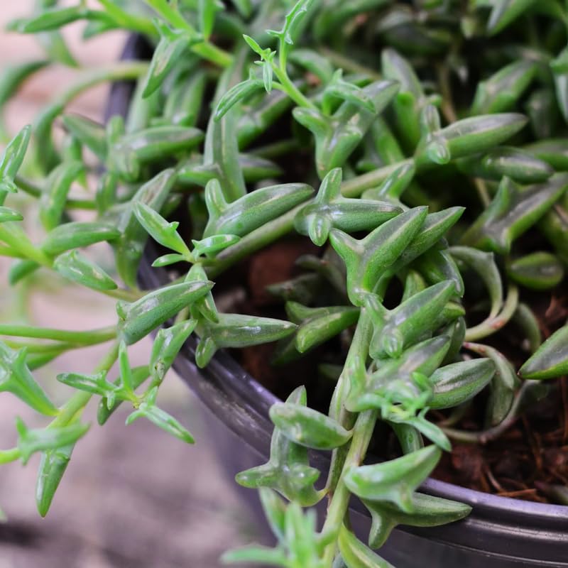 String of Dolphins Live Plant in 4 Inch Pot, String of Dolphins Plant for Home, Office, Live Succulents Plants in Pot