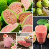 Pink Guava Tree Live Plant, Guava Plant Live, 8 to 10 Inches Tall, Sweet Tropical Fruit Tree for Indoor Outdoor Growing