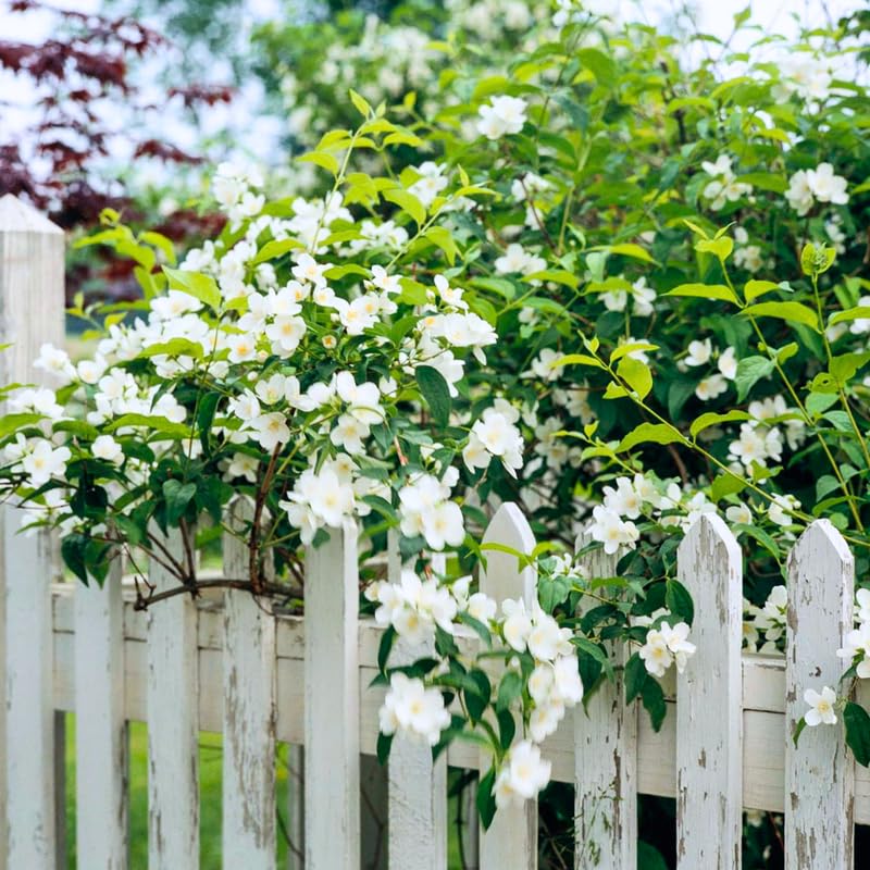 Mock Orange Shrub Live Plant, Gallon Pot, 10-16" Tall, White Philadelphus Mock Orange Live Plant to Grow