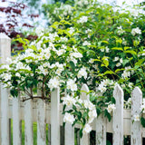 Mock Orange Shrub Live Plant in Gallon Pot, 9-15" Tall Fragrant Philadelphus Flowering Shrub for Outdoor Planting