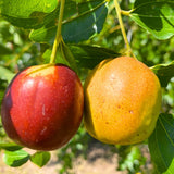 High Yield Li Jujube Tree Live Plant, 9 to 14 Inches in Tall Potted, Dormant in Winter