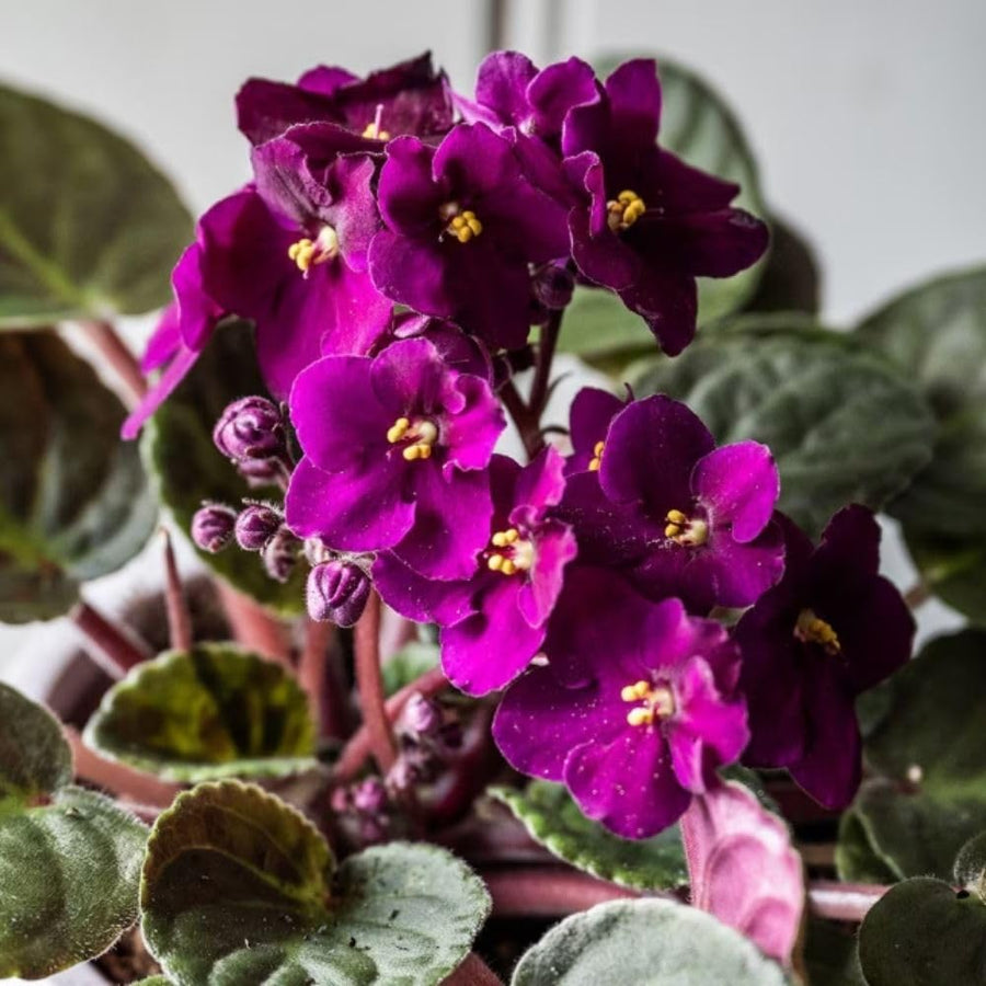 African Violets Live Plant 4-8 Inches Tall, 4 Inch Pot, African Violets Plants Live, Flowering Houseplant for Planting (Bright Magenta African Violets)