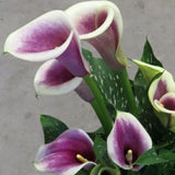 Set 3 White Purple Calla Lily Bulbs for Outdoor Planting, Ornamental Flowers for Patio Pots, Landscape Borders and Garden, Flower Bulbs for Growing